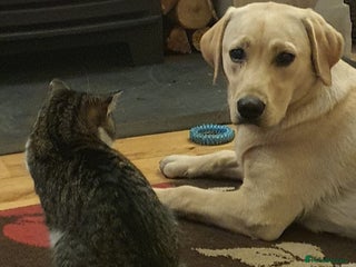 Labrador Retriever dogs KC registered Labrador puppies needing new homes - Advert 3