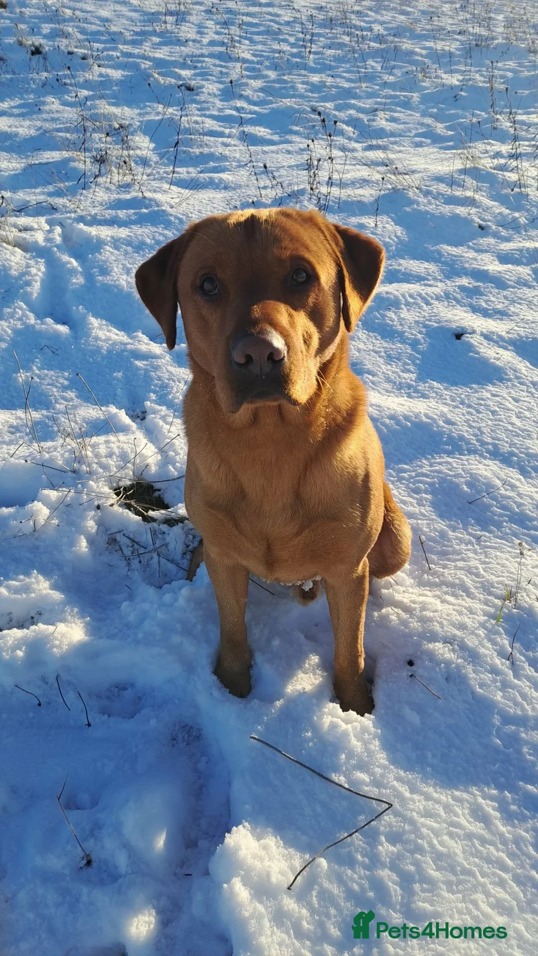 Labrador Retriever dogs for sale: Gorgeous Fox Red Labrador Puppies - Advert 17