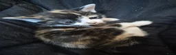 Mixed Breed cats for sale: 2 cute female kittens  in Mitcham - Advert 7