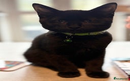 Bombay cats for sale: New home asap free  - Image 2