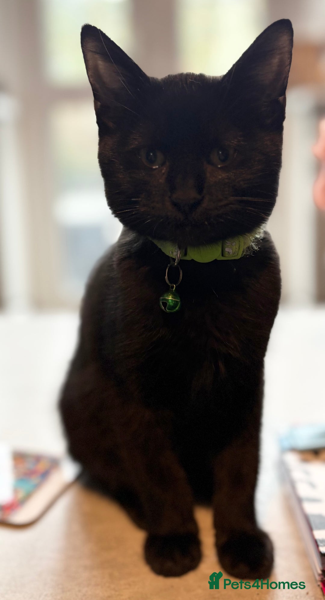 Bombay cats for sale: New home asap free  - Image 2
