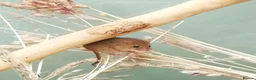 Mouse rodents for sale: Harvest mice  - Advert 7