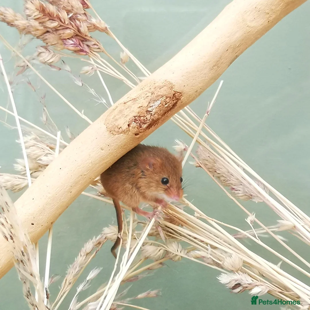 Mouse rodents for sale: Harvest mice  - Advert 7