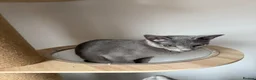 Mixed Breed cats for sale: British Shorthair/ Russian Blue cross kittens.  - Advert 4