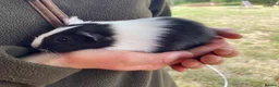 Guinea Pig rodents for sale: 7 male Guinea pigs  in Petworth - Advert 6