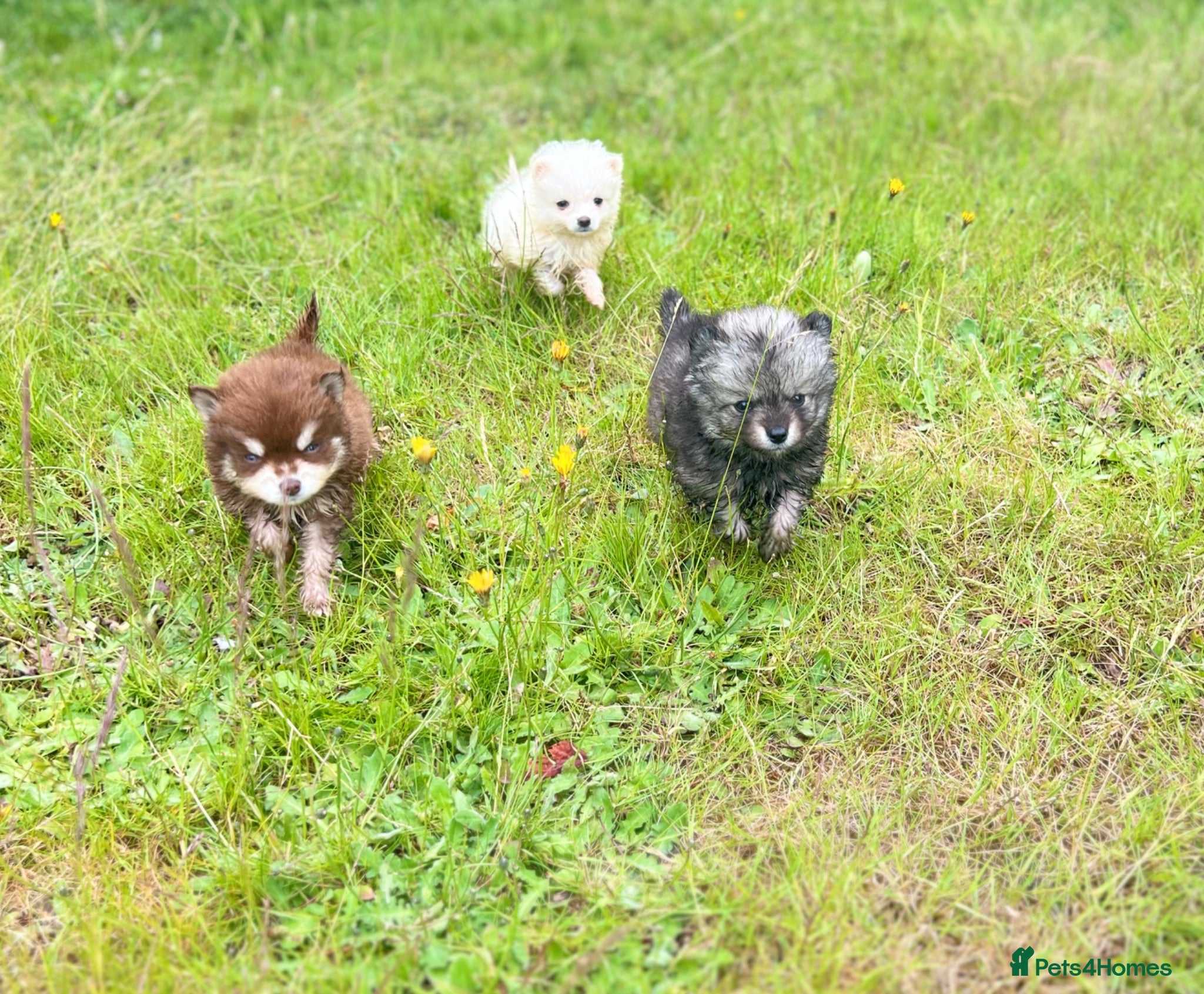 Pomsky dogs Pomsky puppies  - Advert 10