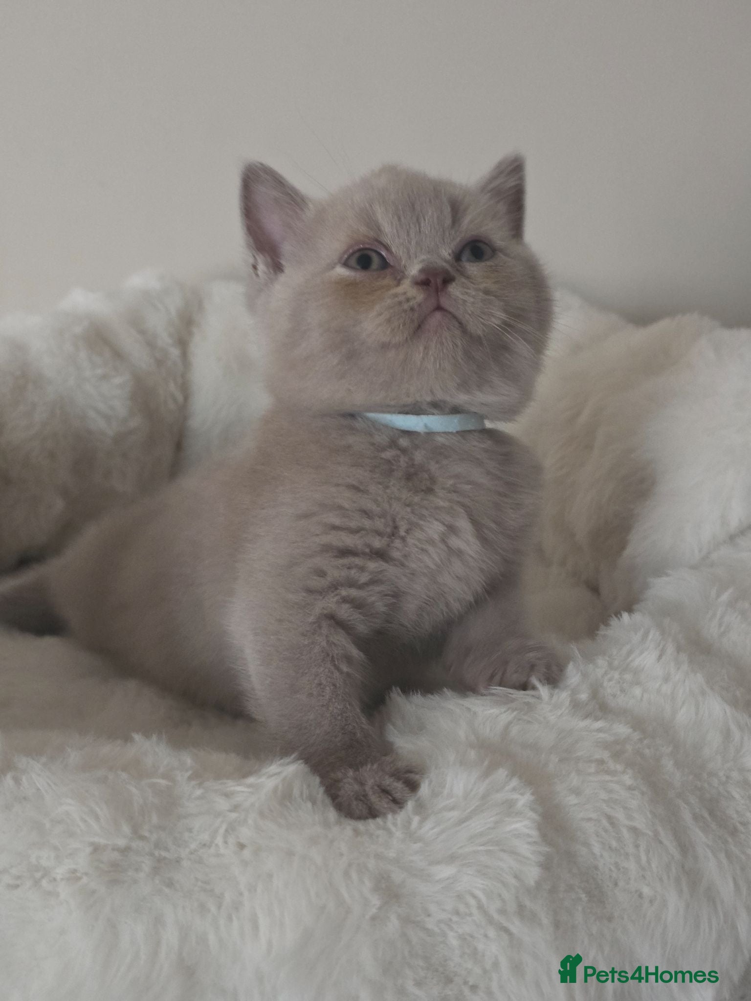 British Shorthair cats 3 Beautiful British Shorthairs READY NOW - Advert 12
