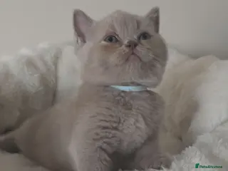 British Shorthair cats 3 Beautiful British Shorthairs READY NOW - Advert 12