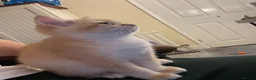 British Shorthair cats for sale: British Shorthair Golden Kittens 2 Beautiful Girls - Advert 6