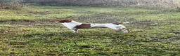 Jack Russell dogs for stud: Barry! - Advert 2