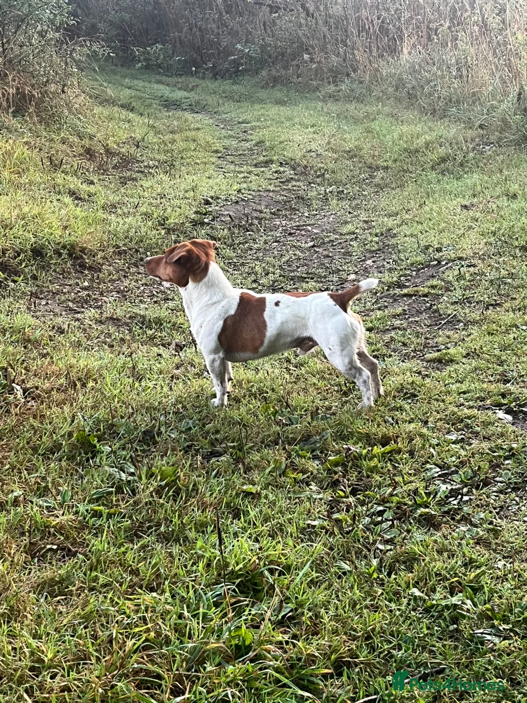 Jack Russell dogs for stud: Barry! - Advert 2
