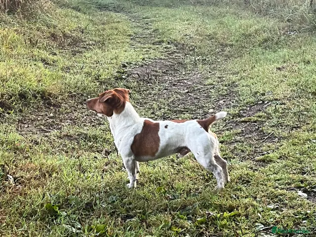 Jack Russell dogs for stud: Barry! - Advert 2