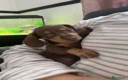 Miniature Dachshund dogs for sale: Male Miniature dachshund - Image 5