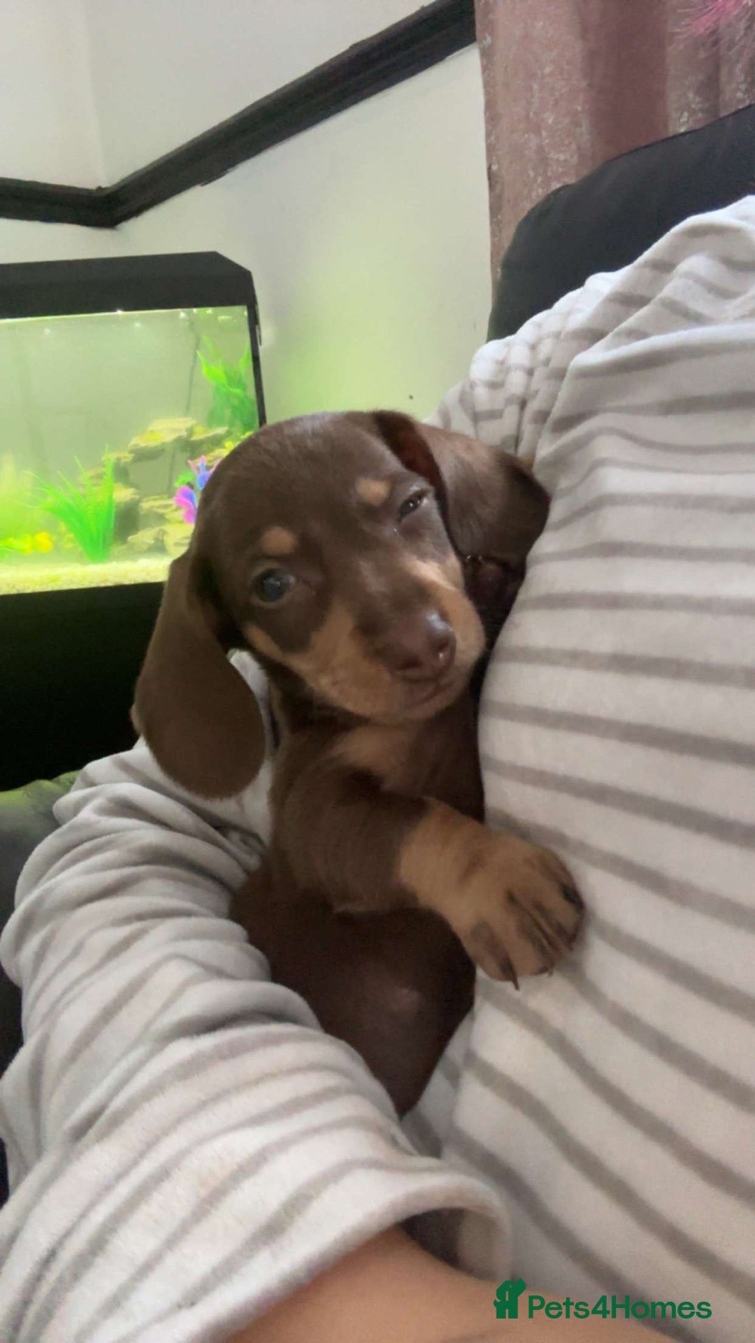 Miniature Dachshund dogs for sale: Male Miniature dachshund - Image 5