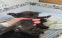 Domestic Shorthair cats for sale: 3 Beautiful Kittens - Image 7