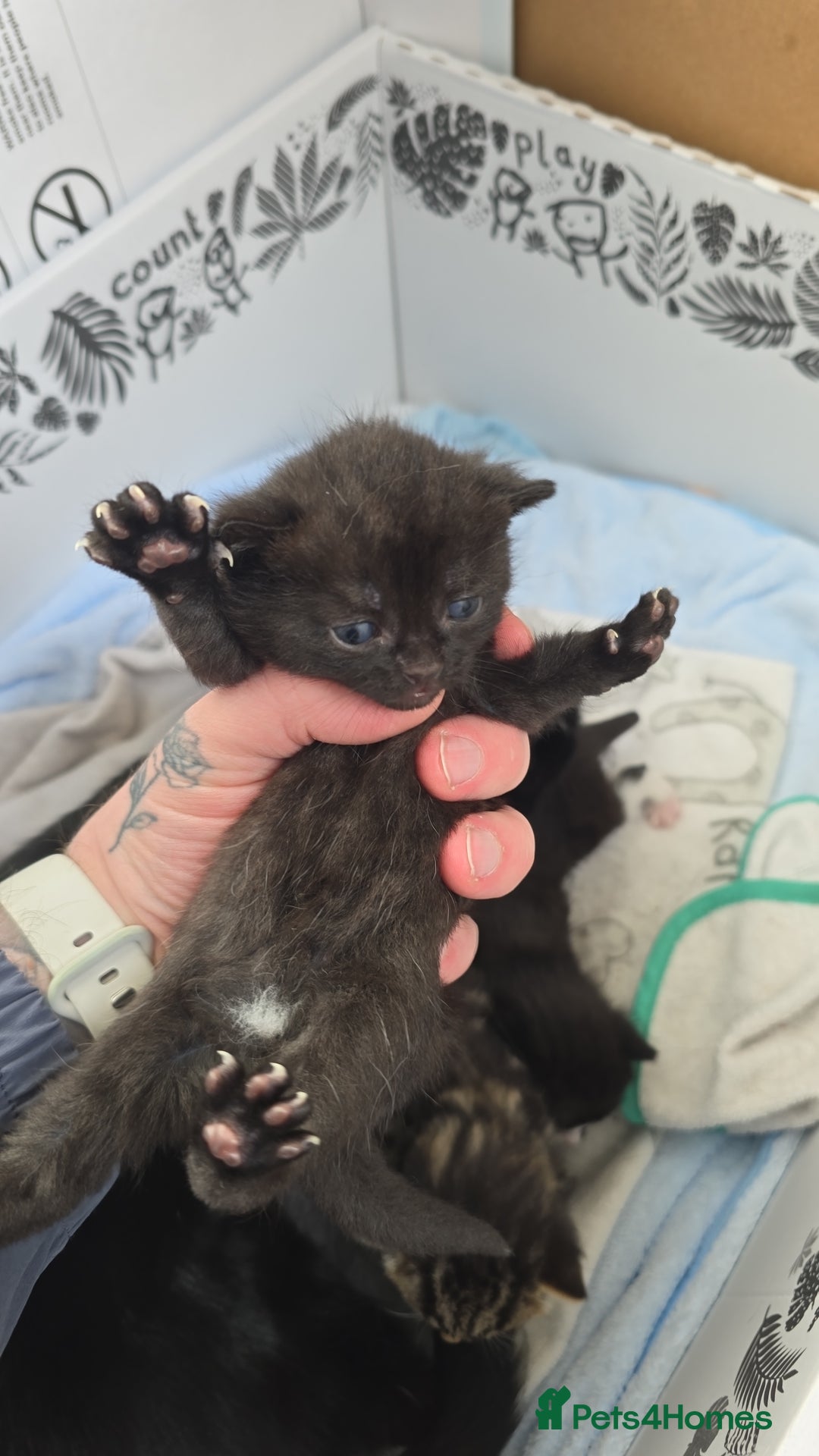 Domestic Shorthair cats for sale: 3 Beautiful Kittens - Image 7