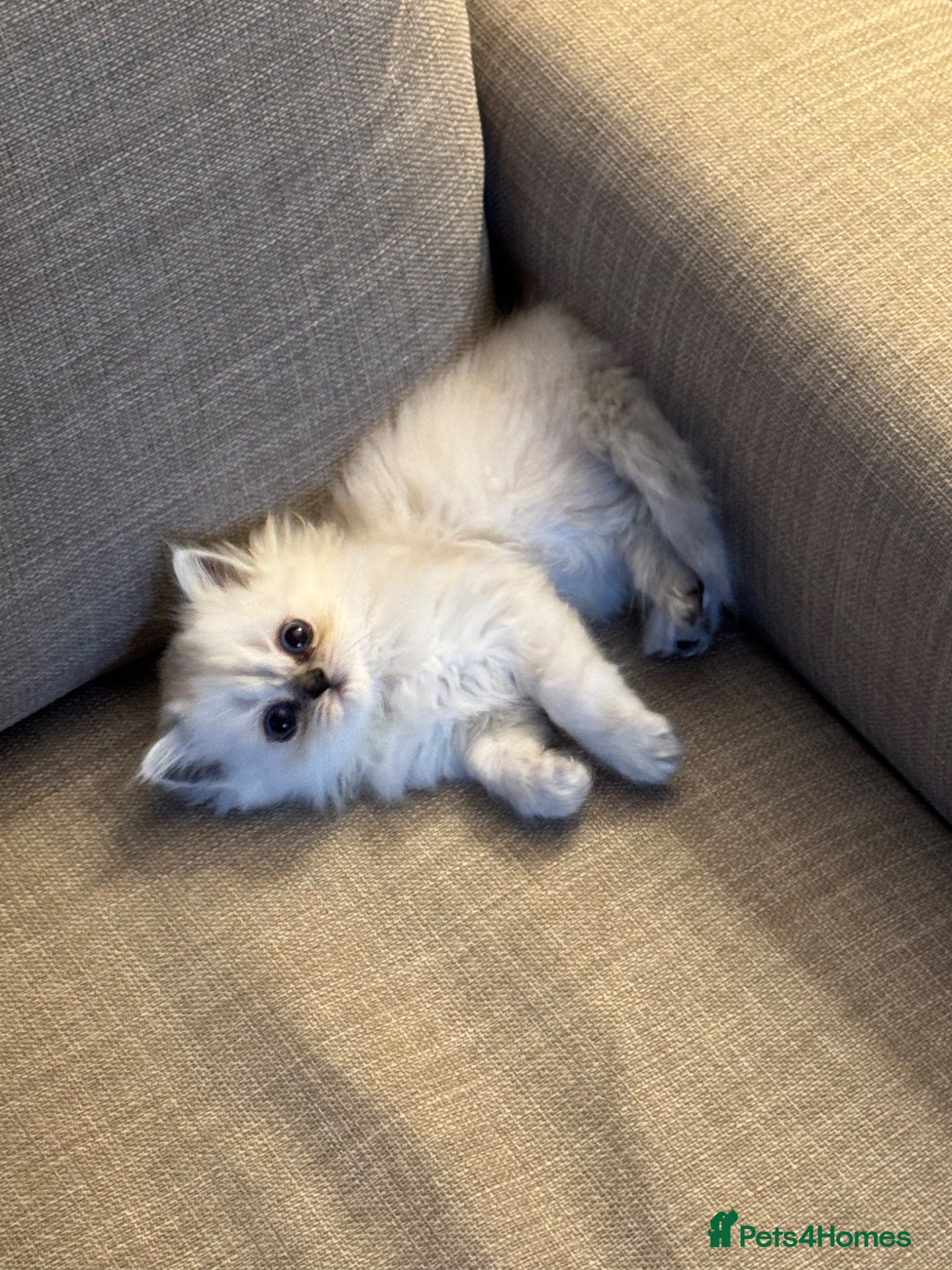 Persian cats Pure Persian Kittens for Sale: 2 Males & 2 Females - Advert 5