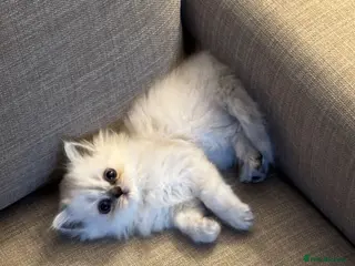 Persian cats Pure Persian Kittens for Sale: 2 Males & 2 Females - Advert 9