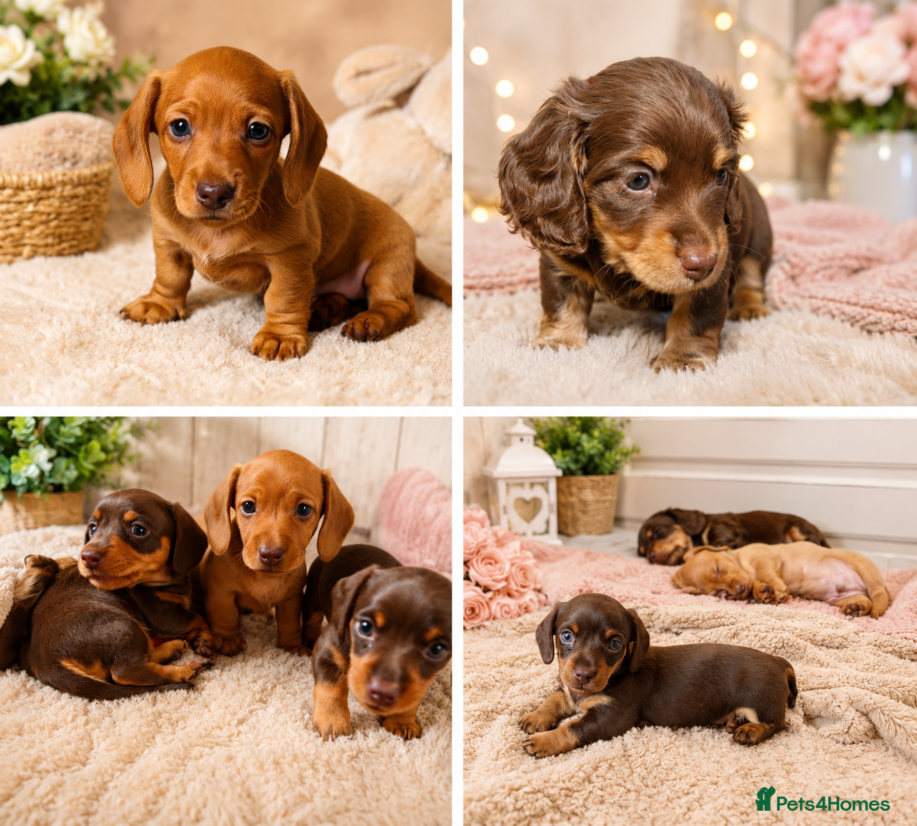 Miniature Dachshund dogs Exceptional Miniature Dachshunds Babies - Advert 6