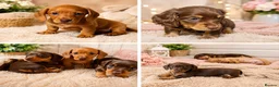 Miniature Dachshund dogs for sale: Exceptional Miniature Dachshunds Babies in Littleborough - Advert 1