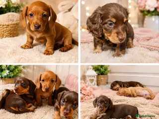 Miniature Dachshund dogs Exceptional Miniature Dachshunds Babies - Advert 5