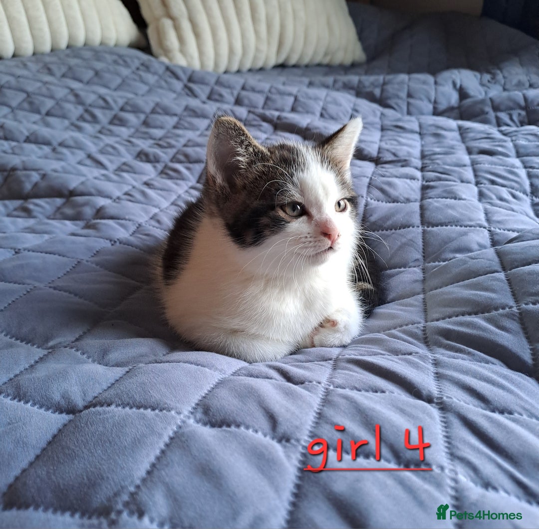 Domestic Shorthair cats for sale: 3 gorgeous kittens for sale - Advert 23