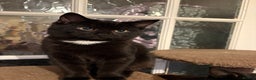 Domestic Shorthair cats for sale: 5 month old kittens - black male/tabby female - Advert 1