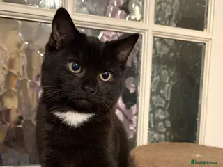 Domestic Shorthair cats 5 month old kittens - BOTH RESERVED - Advert 7