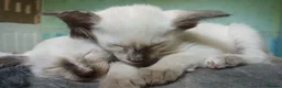 Siamese cats for sale: Siamese Beautiful Girls. GCCF  in Middlesbrough - Advert 5