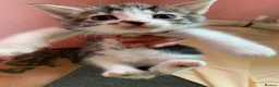 Mixed Breed cats for sale: Kittens  - Advert 5
