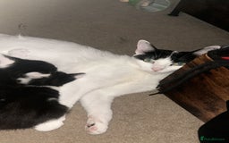 Mixed Breed cats for sale: Black & White mixed breed - Image 2