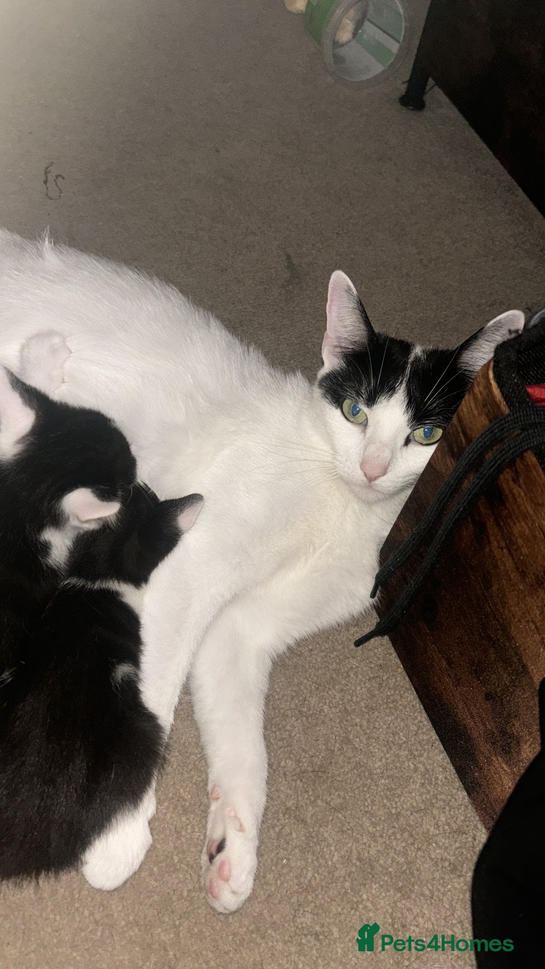 Mixed Breed cats for sale: Black & White mixed breed - Image 2