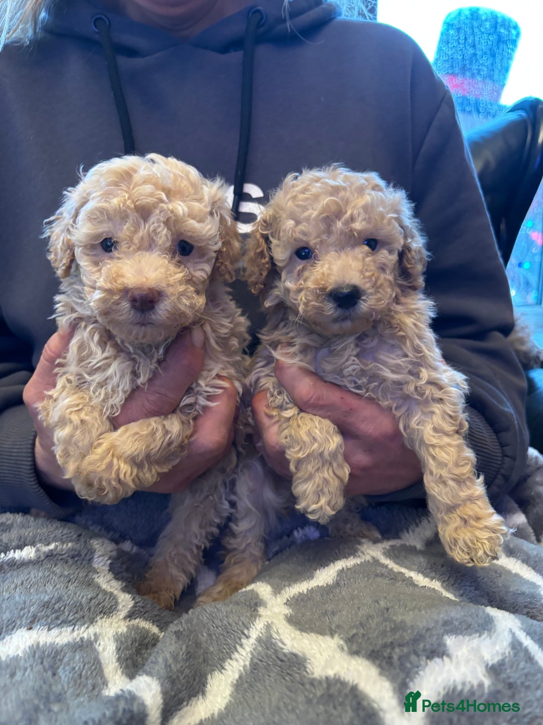 Miniature Poodle dogs for sale: Beautiful miniature cream poodles - Advert 2