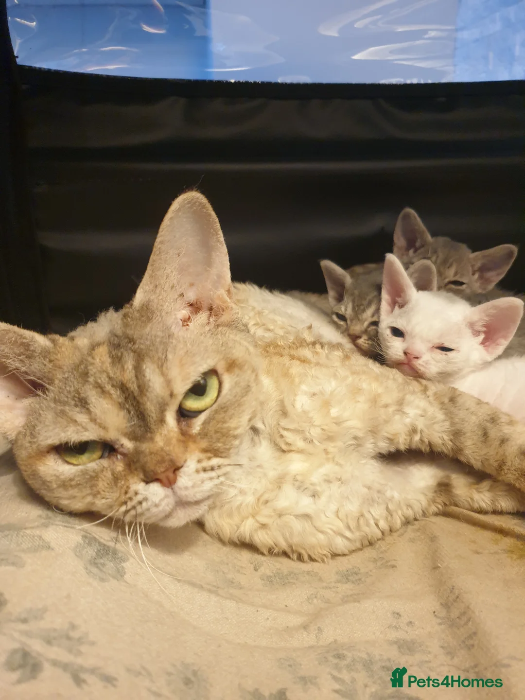 Devon Rex cats for sale: Black silver Devon Rex girl available - Advert 3