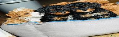 Cavapoo Puppy 1