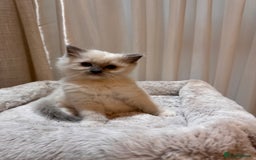 Ragdoll cats for sale: 6 Ragdoll kittens - Advert 6