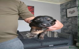 German Shepherd dogs for sale: Beautiful chunky German shepherd pups - Image 10