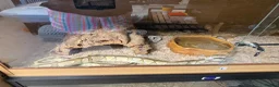 Python Snake reptiles for sale: Butter ball python with Viv & set up  - Advert 2