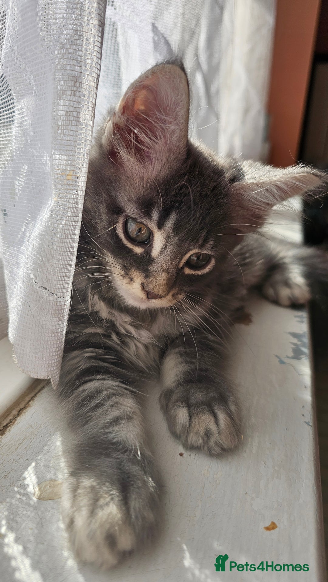 Maine Coon cats for sale: LARGE BREED Maine Coon cross  - Image 21