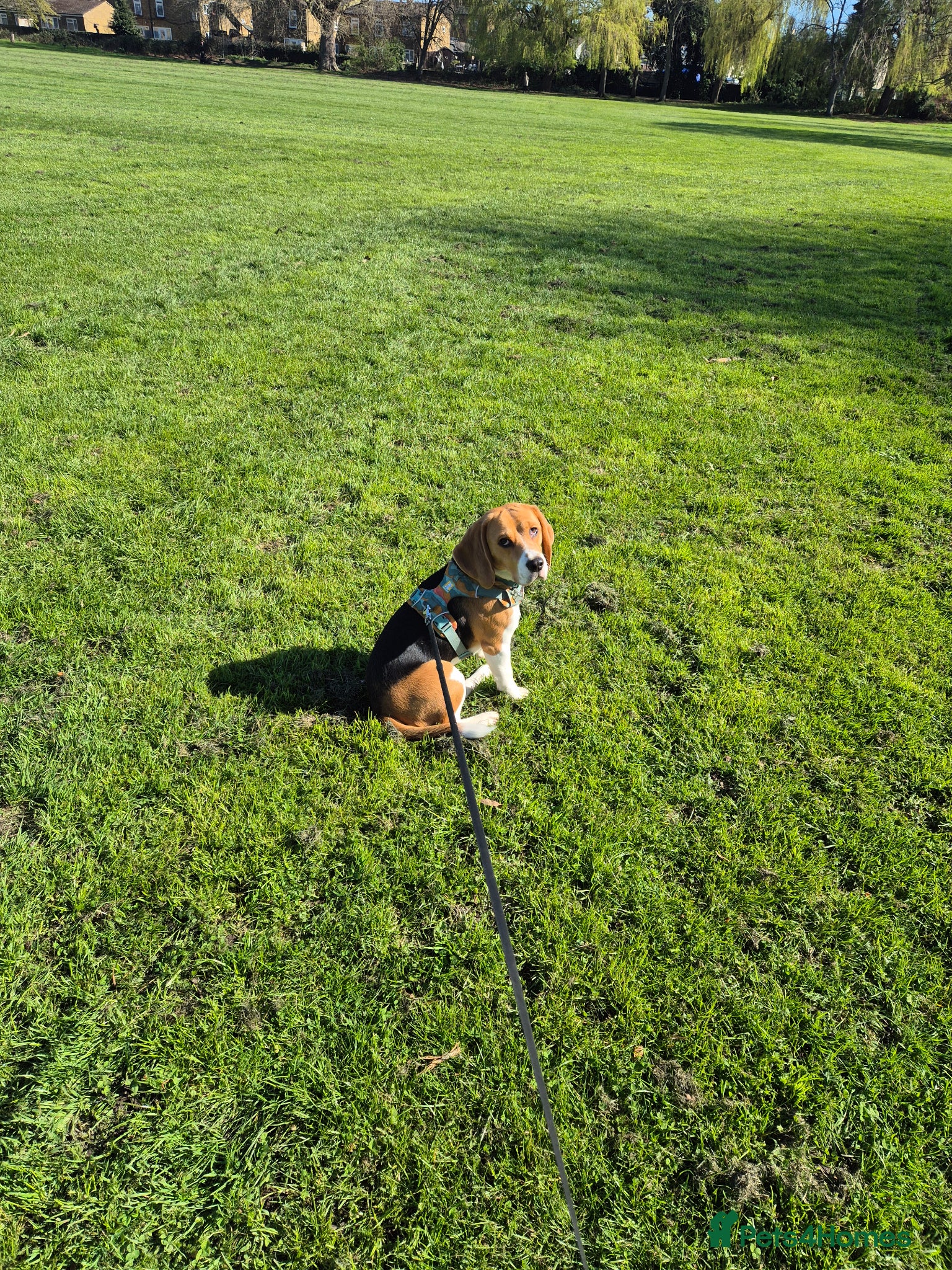 Beagle dogs Beagle for sale - Advert 1