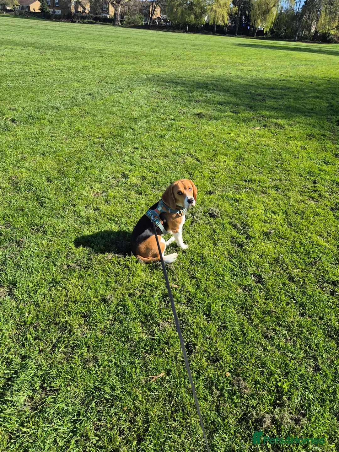 Beagle dogs for sale: Beagle for sale - Advert 1