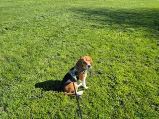 Beagle dogs Beagle for sale - Advert 1