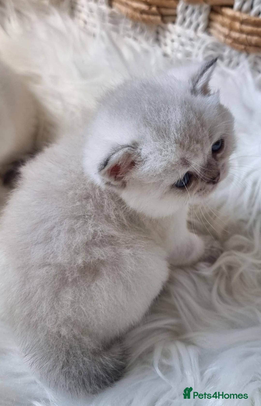 British Shorthair cats for sale: 💕LAST GIRL💕GOLDEN POINT BRITISH SHORTHAIR  - Advert 27