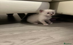 Ragdoll cats for sale: Ragdoll kittens  - Image 28