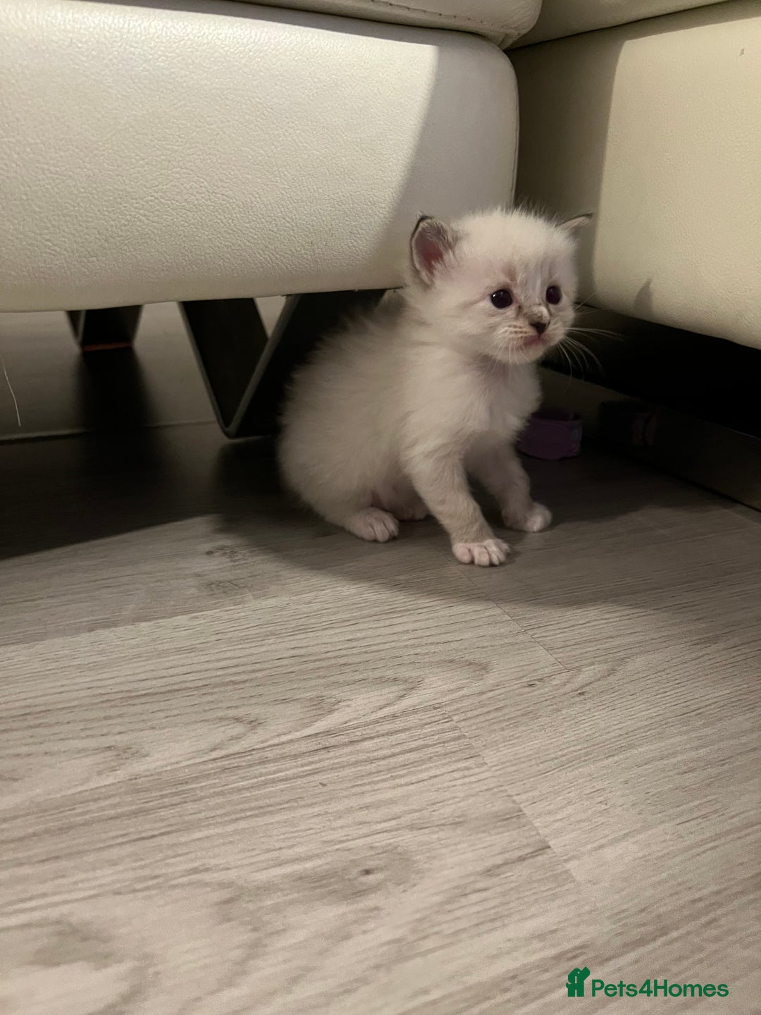 Ragdoll cats for sale: Ragdoll kittens  - Image 28