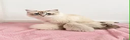 Ragdoll cats for sale: PEDIGREE REGISTERED RAGDOLL KITTENS - Advert 6