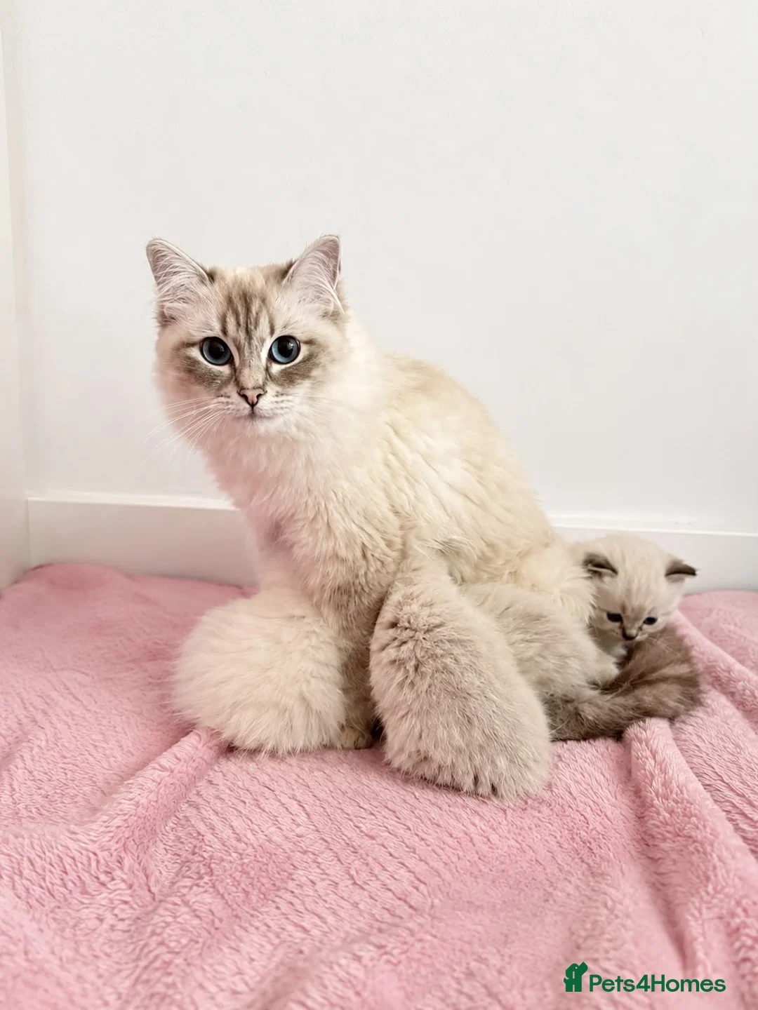Ragdoll cats for sale: PEDIGREE REGISTERED RAGDOLL KITTENS - Advert 6