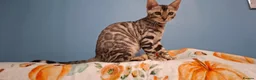 Bengal cats for sale: Stunning Bengal Kittens  - Advert 18