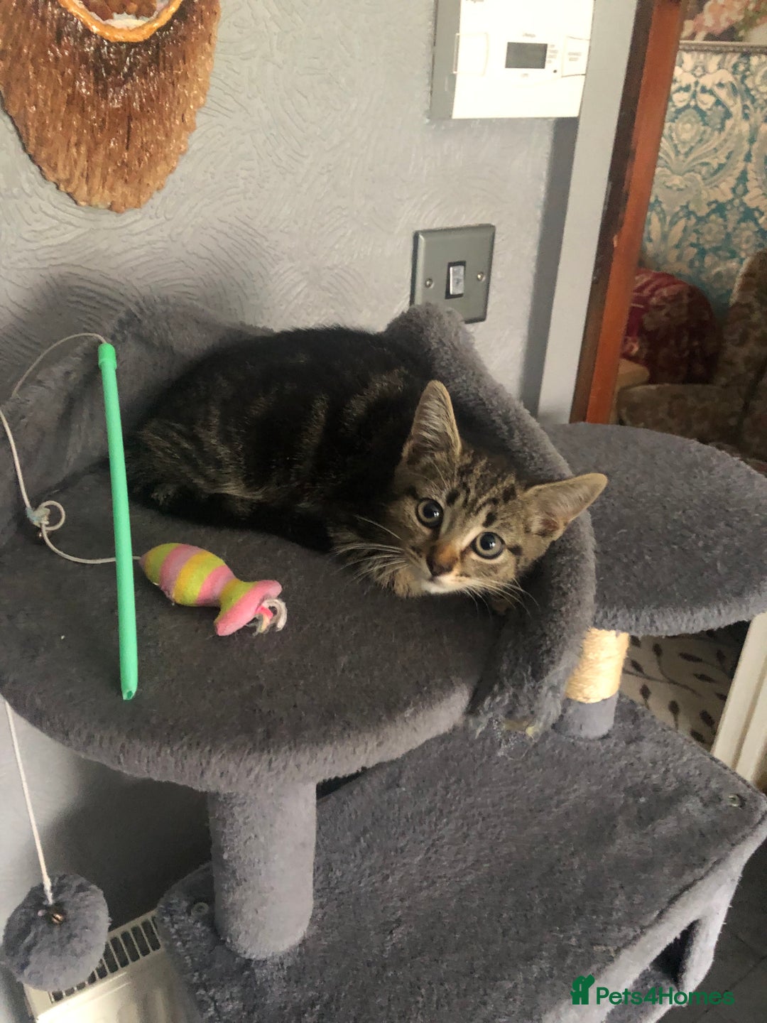 Mixed Breed cats for sale: Beautifully kittens ready for new home - Image 21