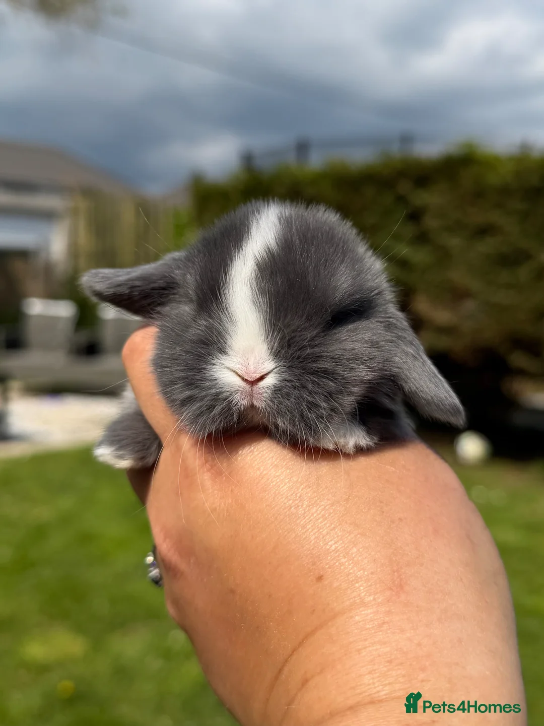 Mini Lop rabbits for sale: Mini Lops - Advert 2